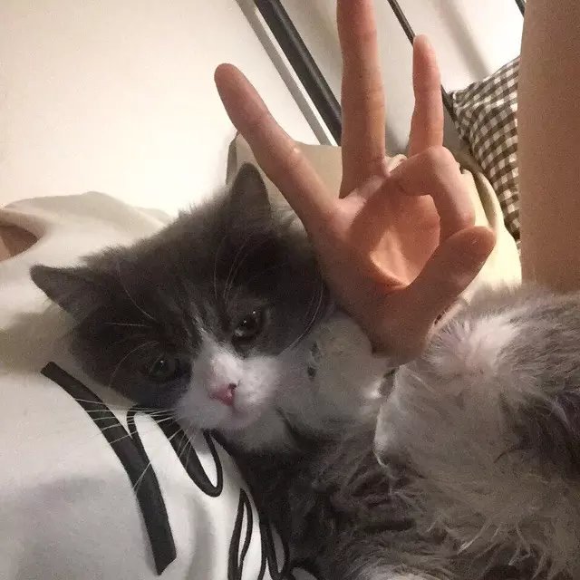 蒋丽亨紫